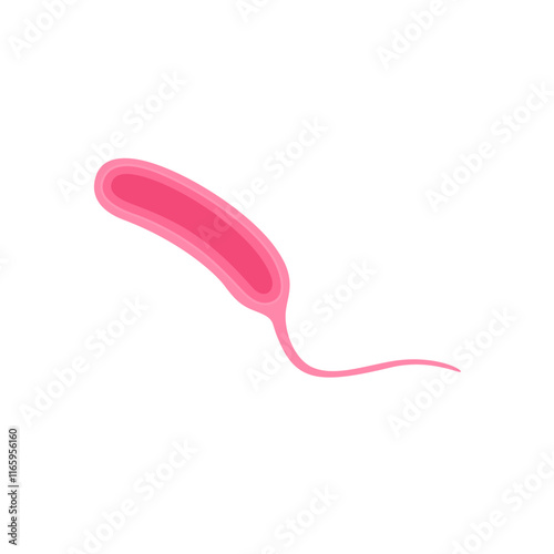 Vibrio cholerae illustration