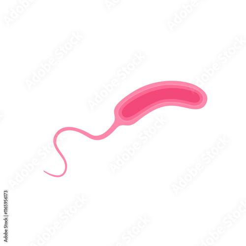 Vibrio cholerae illustration