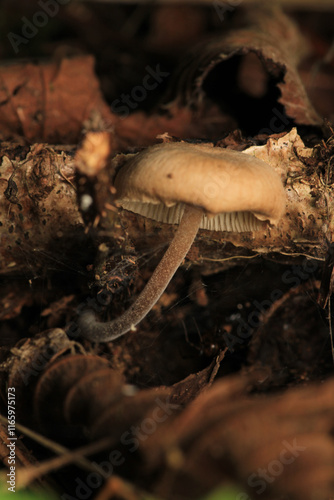 natural russula cyanoxantha mushroom photo	 photo