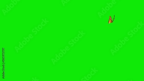 Tropical Swallowtail Butterfly - Brown, Red, White - Flying Around Loop - Green Screen - Realistic naturalistic cinematic 4K UHD 3D animation isolated on chroma key background