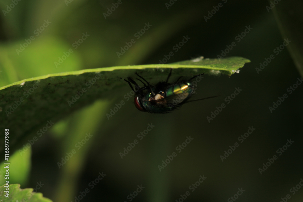 Naklejka premium macro photo of housefly facing back 