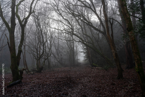 Fog in atmospheric forest photo