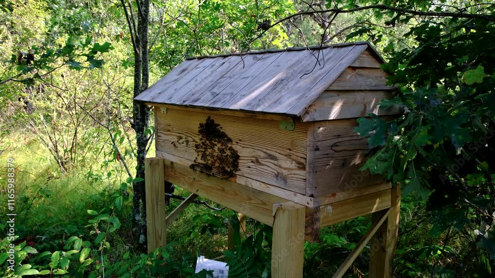 Lot of bees swarming around entrance to self made wide beehive after transferring new queen and its family into it