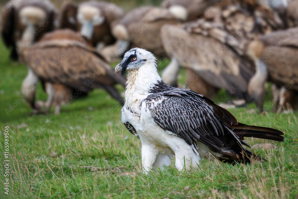 Fototapeta premium White-bearded Vulture, 6 years old (Gypaetus barbatus), also known as the lammergeier and ossifrage, surrounded by griffon vultures, endangered species.