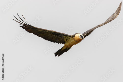 Adult bearded vulture (Gypaetus barbatus), also known as lammergeier and ossifrage, flying on a rainy day in the Spanish Pyrenees. photo