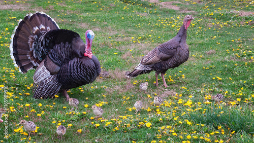 Male wild turkey with the female and her chicks, with their bright plumage expanded to intimidate those around us