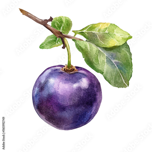 A watercolor vector of a damson, isolated on a white background. Damson vector.
