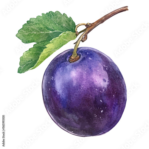 A watercolor vector of a damson, isolated on a white background. Damson vector.
