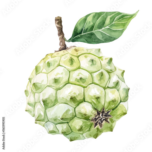 A watercolor drawing of a custard apple, isolated on a white background. Custard apple vector.
