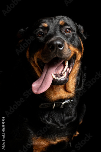 dog portrait, pet photographer