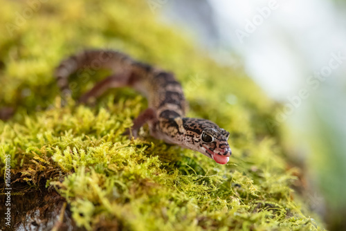 The Central American banded gecko is a medium-sized gecko species in the genus Coleonyx, native to Central America photo