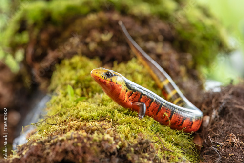 Diploglossus monotropis. This species is found in the humid Atlantic lowlands of southern Nicaragua, Costa Rica, and western Panama. IUCN Red List. Costa Rican rainbow stripe galliwasp photo