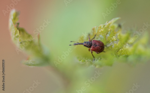 macro shot of bug in nature photo