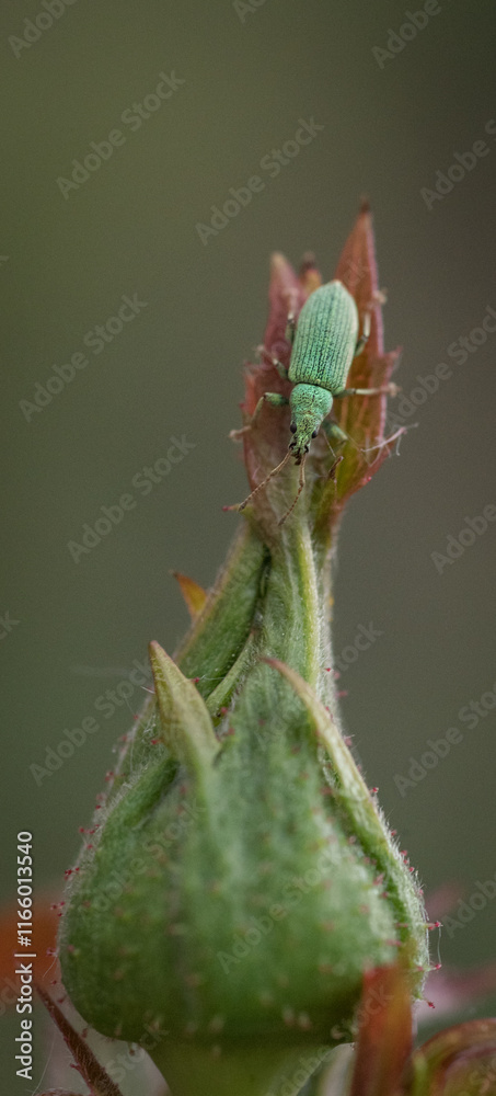 green bug on a branch