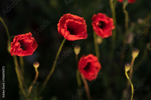 Field poppies are red in color. They are found in fields and above roads.