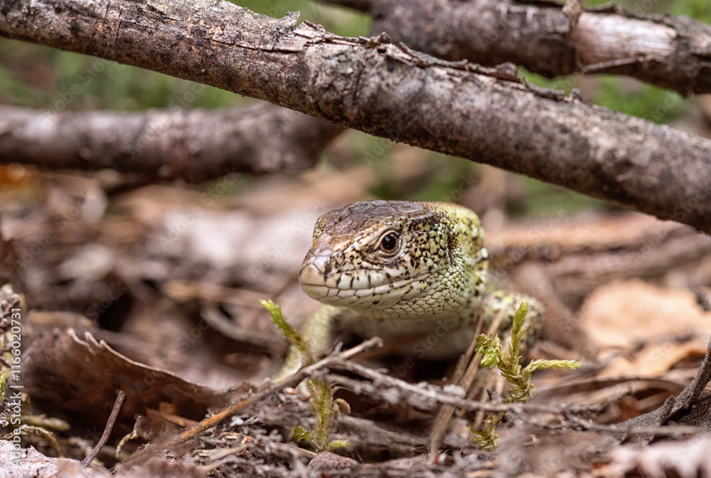 Naklejka premium a lizard in the woods