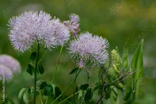 Thalictrum aquilegiifolium siberian columbine meadow-rue pink flowers in bloom, wild alpine flowering plant photo