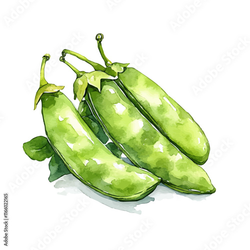 A watercolor vector painting of a broad bean, isolated on a white background. Broad bean vector.


