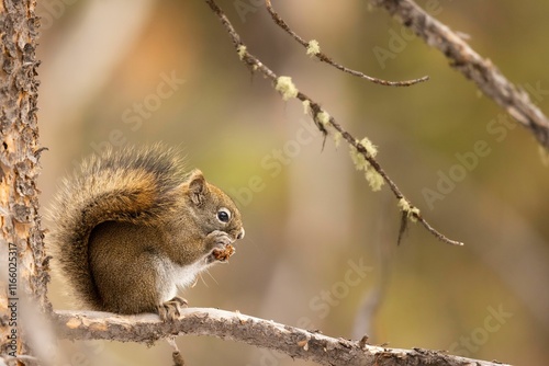 Squirrel on a tree branch in a forest