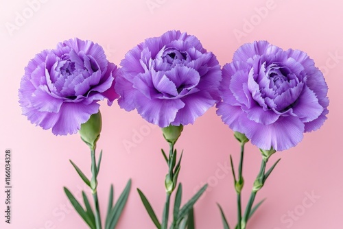 A cluster of three purple carnations on a bright pink background, ideal for floral or design uses