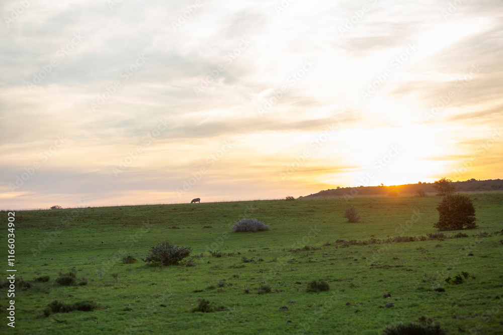 South African Landscape at Sunset with Animals South African Landscape at Sunset with Animals