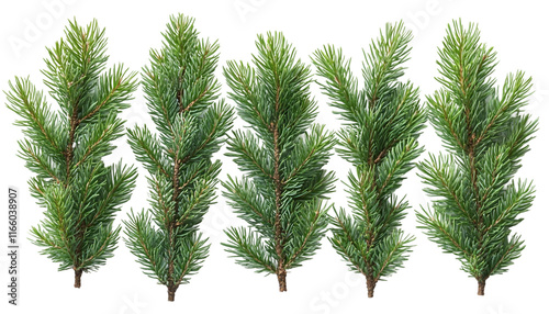 Realistic pine needles scattered naturally, with varying green tones on a transparent background. Scattered Pine Needles