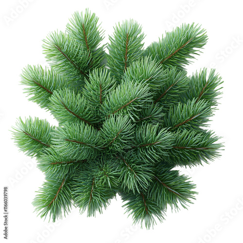 Realistic pine needles scattered naturally, with varying green tones on a transparent background. Scattered Pine Needles