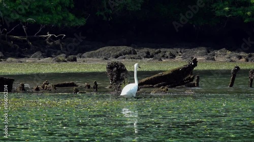 walking swan photo