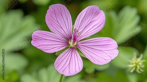 Close-up of a delicate light pink flower with visible veins, set against a blurred green background.