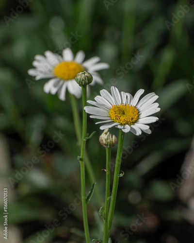 flor margarina no jardim