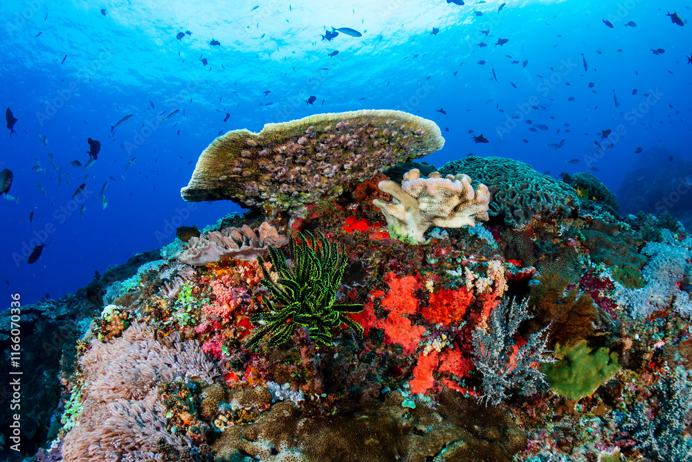 Fototapeta premium Crinoids, hard and soft corals on a healthy, thriving reef in indonesia