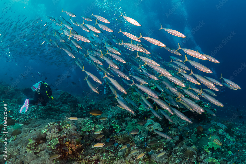 Fototapeta premium SCUBA divers and schools of tropical fish on a dark, deep coral reef