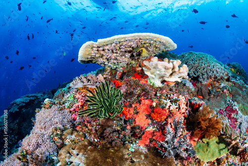 Fototapeta Naklejka Na Ścianę i Meble -  Tropical fish next to hard and soft corals on a healthy coral reef