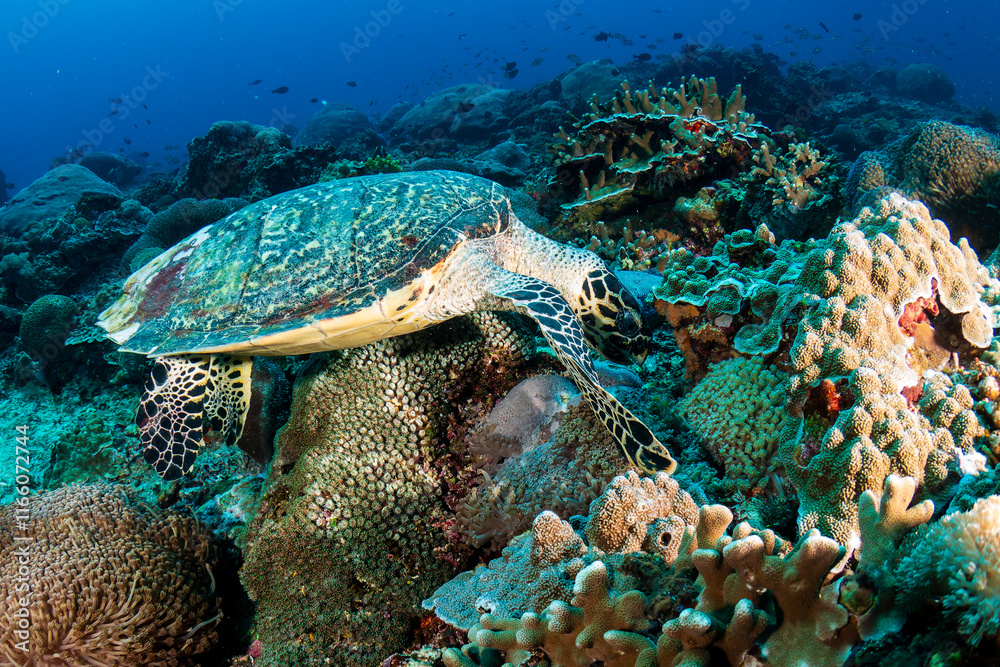 Obraz premium Hawksbill Sea Turtle (eretmochelys imbricata) feeding on a tropical coral reef