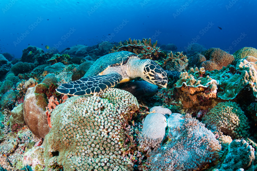 Well camouflaged Hawksbill Turtle on a coral reef