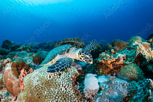 Fototapeta Naklejka Na Ścianę i Meble -  Well camouflaged Hawksbill Turtle on a coral reef