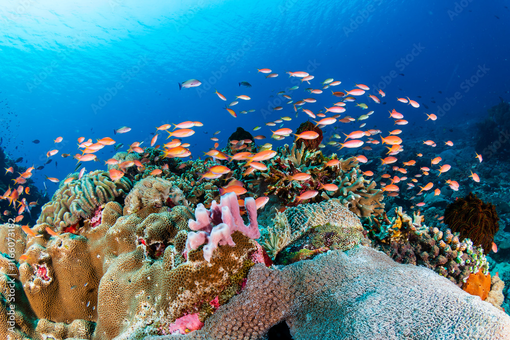 Colorful anthias and other tropical fish around hard corals on a healthy Indonesian reef