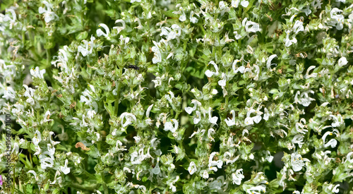 plants that grow spontaneously in nature. plants with white flowers.