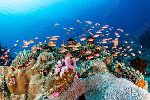 Colorful anthias and other tropical fish around hard corals on a healthy Indonesian reef photo