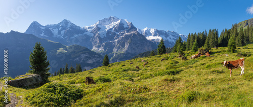 The panorma of Bernese alps with the Jungfrau, Monch and Eiger peaks over the alps meadows with the herd of cows. photo