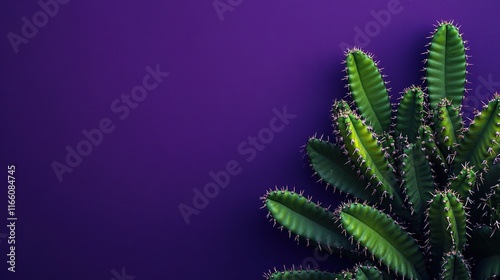 Green cactus on purple background.