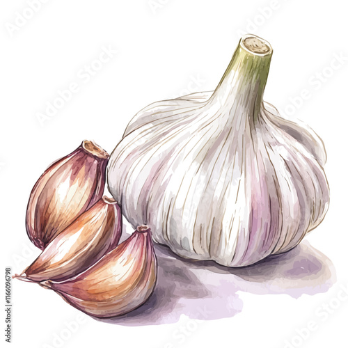 A watercolor vector painting of garlic, isolated on a white background. Garlic vector.


