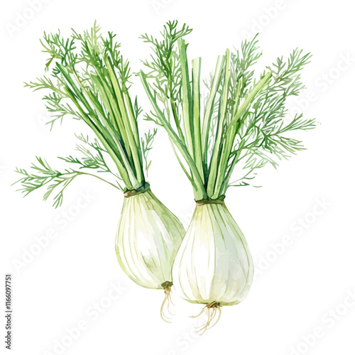 A watercolor vector painting of fennel, isolated on a white background. Fennel vector.


