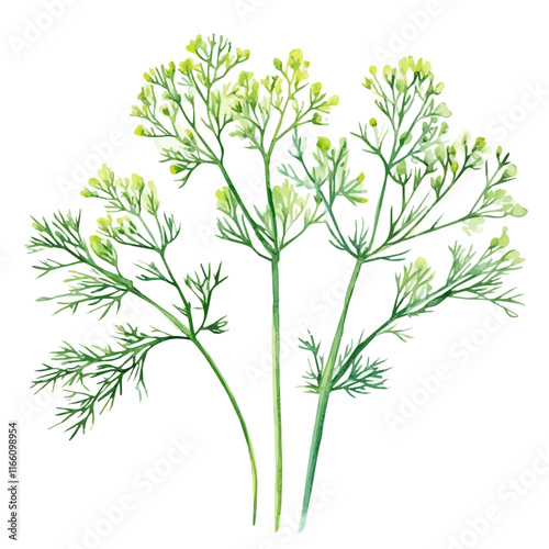 A watercolor vector painting of dill, isolated on a white background. Dill vector.

