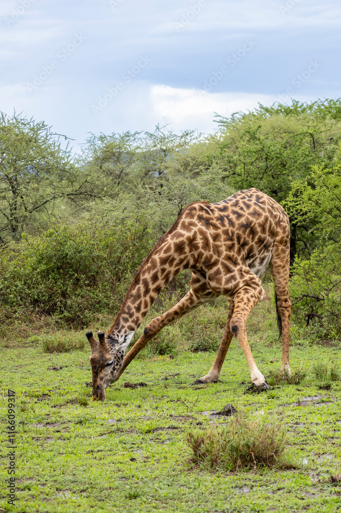 Naklejka premium Masai Giraffe drinking water in a rain pool in wet grassland during rainy season in Serengeti in Tanzania, East Africa