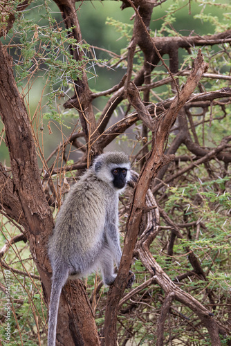 Vervet monkey (Chlorocebus pygerythrus) in tree In Serengeti in Tanzania, East Africa