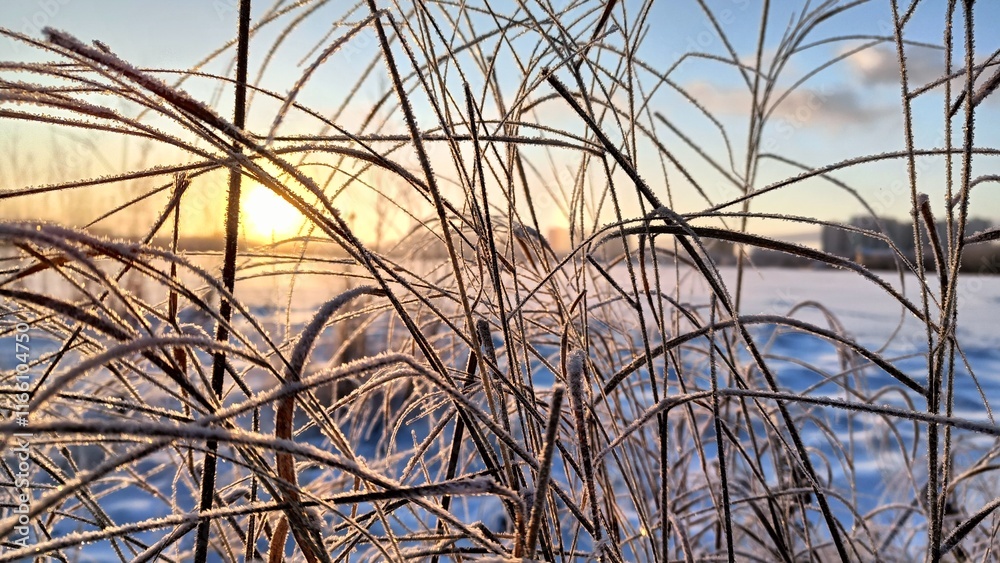 Frost covered grass against sunset Frost covered grass against sunset