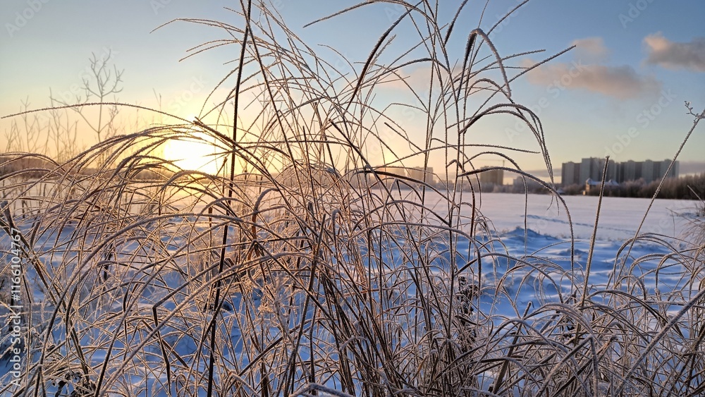 Dry grass against the background of a winter landscape Dry grass against the background of a winter landscape
