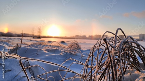 Dry grass close-up near frozen lake with cityscape view in background