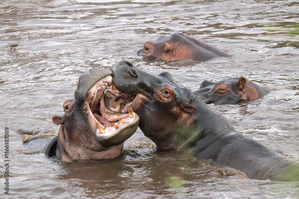 Hippo (Hippopotamus) fighting in Retima hippo pool in the center of Serengeti in Tanzania, East Africa Hippo (Hippopotamus) fighting in Retima hippo pool in the center of Serengeti in Tanzania, East Africa